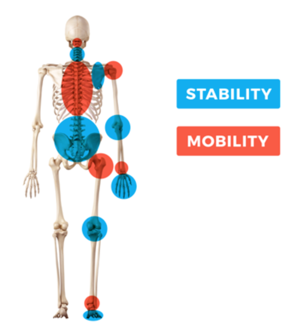 Body Base Moveable Unlock Your Body's Potential